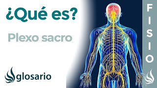 PLEXO SACRO  Qué es ubicación dónde se origina y termina ramificaciones inervación y lesiones [upl. by Cahn]