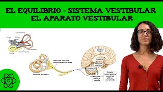 El equilibrio 🤸‍♀️ Sistema vestibular el aparato vestibular [upl. by Petula448]