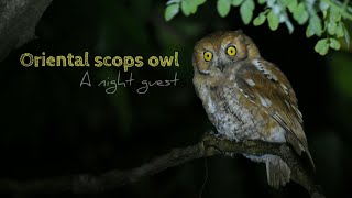 Oriental scops owl Otus sunia [upl. by Berenice]