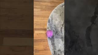 Anyone elses yorkie like to play fetch yorkiecoloradofyploveauroradenverpuppysmallyorkiesp [upl. by Maryanna488]