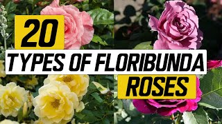 20 Types of Floribunda Rose  The Planet of Greens [upl. by Adniled]