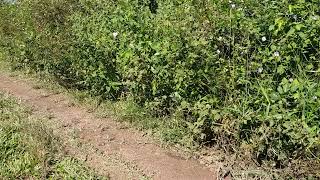 Flowing and Running Whitebreasted waterhenKorawakka in Sri Lankan Nature Road [upl. by Naples]