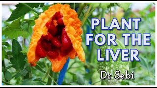 DR SEBI  ONE OF THE STRONGEST PLANTS FOR THE LIVER Cerasee [upl. by Anidan]