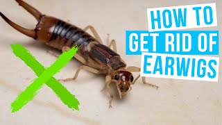 How to GET RID OF EARWIGS in your house and the garden [upl. by Nunes]