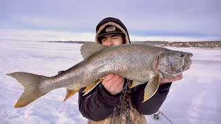 REMOTE Ice Fishing BIG Fort Peck Lake Trout [upl. by Dhaf]