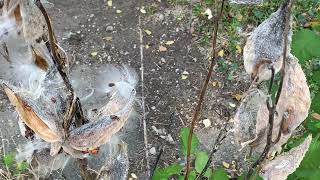 103024 Bugs on Milkweed [upl. by Hayyim554]