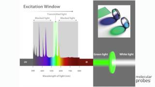 Molecular Probes Tutorial Series—Overview of Filters and Light Sources [upl. by Norraa]