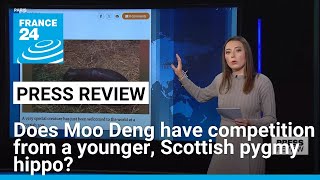 Does Moo Deng have competition from a younger Scottish pygmy hippo • FRANCE 24 English [upl. by Ellebyam703]