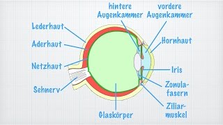 Das Auge [upl. by Concordia]