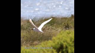 RedTailed Tropicbird australianbirds shorts [upl. by Hosea869]