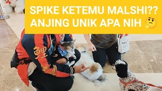 ANJING UNIK MALSHI ⁉️ GAK TAUNYA UDAH UMUR 10 TAHUN 😱 maltese shitzu [upl. by Zerk]