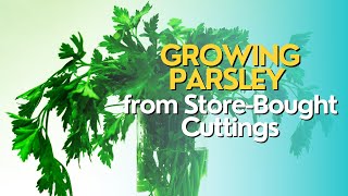 Growing Parsley from StoreBought Cuttings [upl. by Reniti]