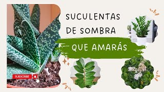 ¡Suculentas de sombra que amarás 🌵✨ [upl. by Namya893]