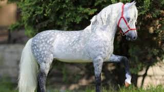 Orlov Trotter  horse breed [upl. by Oicneconi]