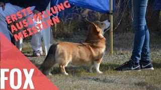 Hundeausstellung Was vorher üben Hundeausstellung Training  Fox [upl. by Arvie]