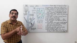 Ectocarpus1 General features thallus structure and growth [upl. by Einittirb]