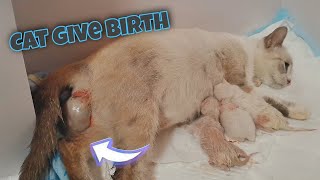 Cat Giving Birth to 5 Kittens  Siamese Lynx Point Kittens [upl. by Vassili]