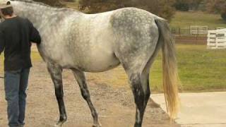 Beautifull Grey Thoroughbred Stallion by Unbridleds Song [upl. by Lenhart]