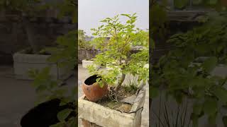 Sisam bonsai shisham bonsaitree bonsai rooftop rosewood oldtree dalbergia sissoo tree [upl. by Donovan953]