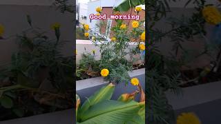 garden compost methodeasy compost gardening goodvibes goodmorning [upl. by Vito750]