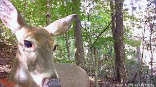 North Georgia Trail Camera Footage 10 Wildlife Viewing Whitetail Deer Racoons Coyotes and more [upl. by Hank]