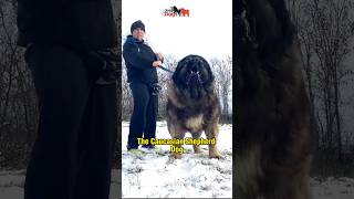 Caucasian Shepherd Dog  Beast from Georgia [upl. by Ahser]