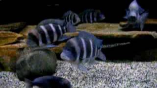 African cichlids mixed tank [upl. by Ahsitruc]