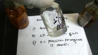 Auramine rhodamine staining procedure [upl. by Elleinahc]