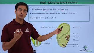 Class 11th – Seed – Monocot Seed Structure  Morphology of Flowering Plants  Tutorials Point [upl. by Anastos]