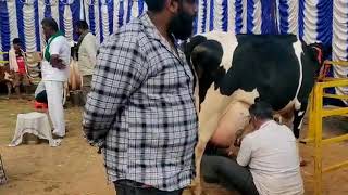 Gunjur milking compilation show 2020 super cows [upl. by Harwilll189]