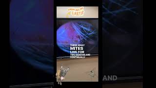 Ear Mites amp Video Otoscopy [upl. by Enytsirhc143]