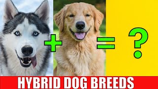 DOG HYBRID CROSSBREEDS  Learn Mixed Designer Dog Breeds [upl. by Yong885]