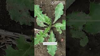 The Weed We Hate the Most Thistle is a Real Pain to Pull lawnservice lawncare landscaping [upl. by Itsrik306]