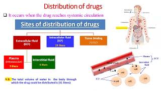 Lecture 2 Distribution of Drugs  Dr Elsayed Abdelhadi 2023  2024 [upl. by Dambro875]