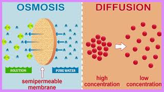 Osmosis and Diffusion How Cells Stay Alive The Cells Secret Transport System  Biology [upl. by Anerrol]