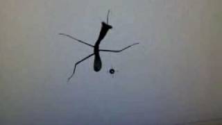 Praying Mantis on my computer screen [upl. by Onivag]