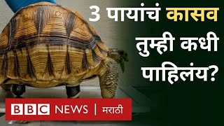 Cute Animal Videos Three legged Tortoise अतिशय दुर्मिळ प्राण्यांपैकी एक आहेत [upl. by Cybil]