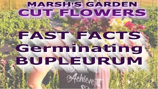 Germinating Bupleurum  Fast Facts  Bupleurum From Seed  Cut Flower Garden  Cut Flower Farm [upl. by Cristie]