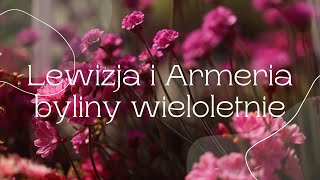 Lewizja i Armeria wieloletnie byliny [upl. by Huskamp]