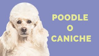 Raza de Perro POODLE Caniche CARACTERÍSTICAS de la raza CUIDADOS e historia [upl. by Aynek]