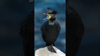 Amazing Bird Black Heron [upl. by Merola]