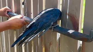 Man Saves Crow From Stuck But Its Way of Returning is Unbelievable [upl. by Giacomo760]