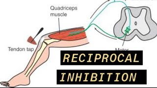 Reciprocal Inhibition [upl. by Rafferty]