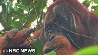 Orangutan believed to be first animal seen using medicinal plant as treatment [upl. by Enymzaj221]