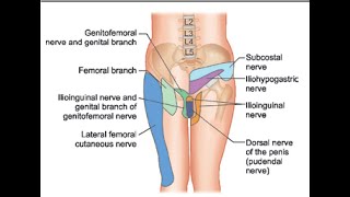 Pain Medicine Ilioinguinal Nerve Iliohypogastric Nerve Inguinal Canal TAP [upl. by Artemas]