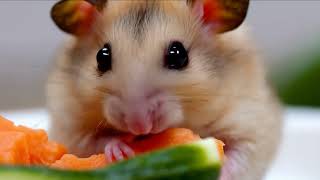 Hamster Eating Carrots I ASMR [upl. by Aihsoj]