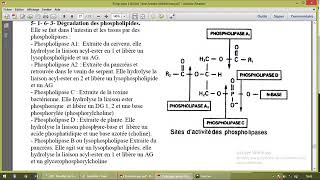 Métabolisme des lipides part 8 [upl. by Nedrud]