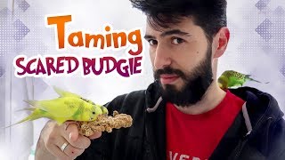 How to Bond and Tame a Scared Budgie  Vlog [upl. by Nylaf]