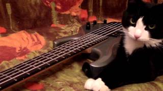 Spiderbait  Black Betty bass cover by Andrew Karelin [upl. by Gardiner432]