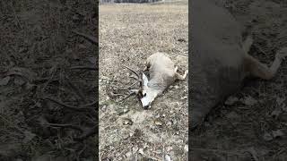 Saskatchewan Mulie buck inthepursuitofbigbucks hunting bigbucks muledeer [upl. by Melesa]